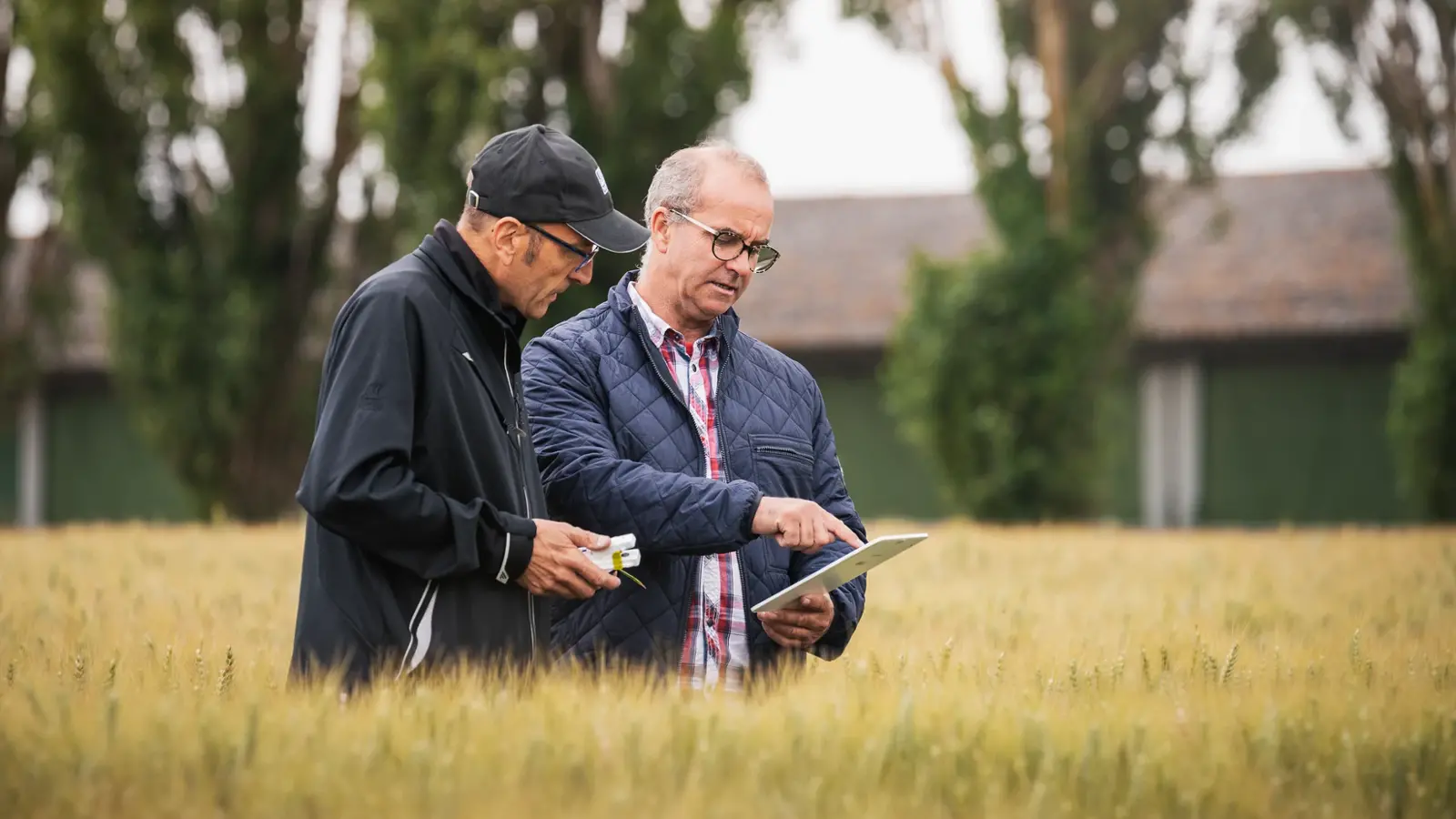 Season for Cereal Crops
