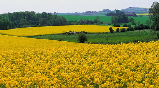 Poboljšajte zasnivanje usjeva vaše uljane repice