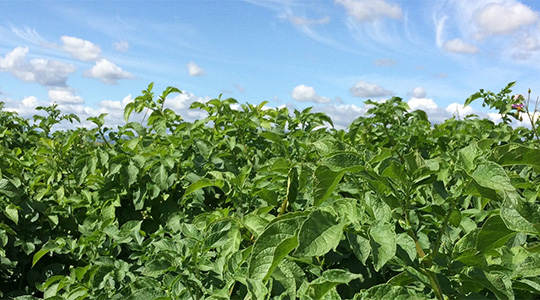 Kako utjecati sadržaj suhe tvari u gomolju krumpira