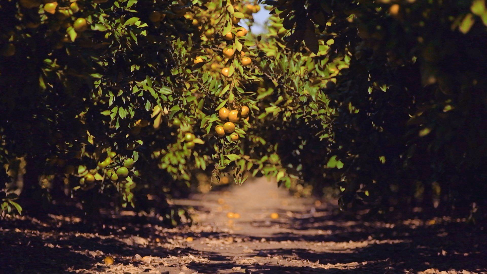 Povećavanje broja plodova agruma