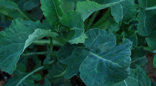 Kako ostvariti maksimalni indeks zelene površine uljane repice