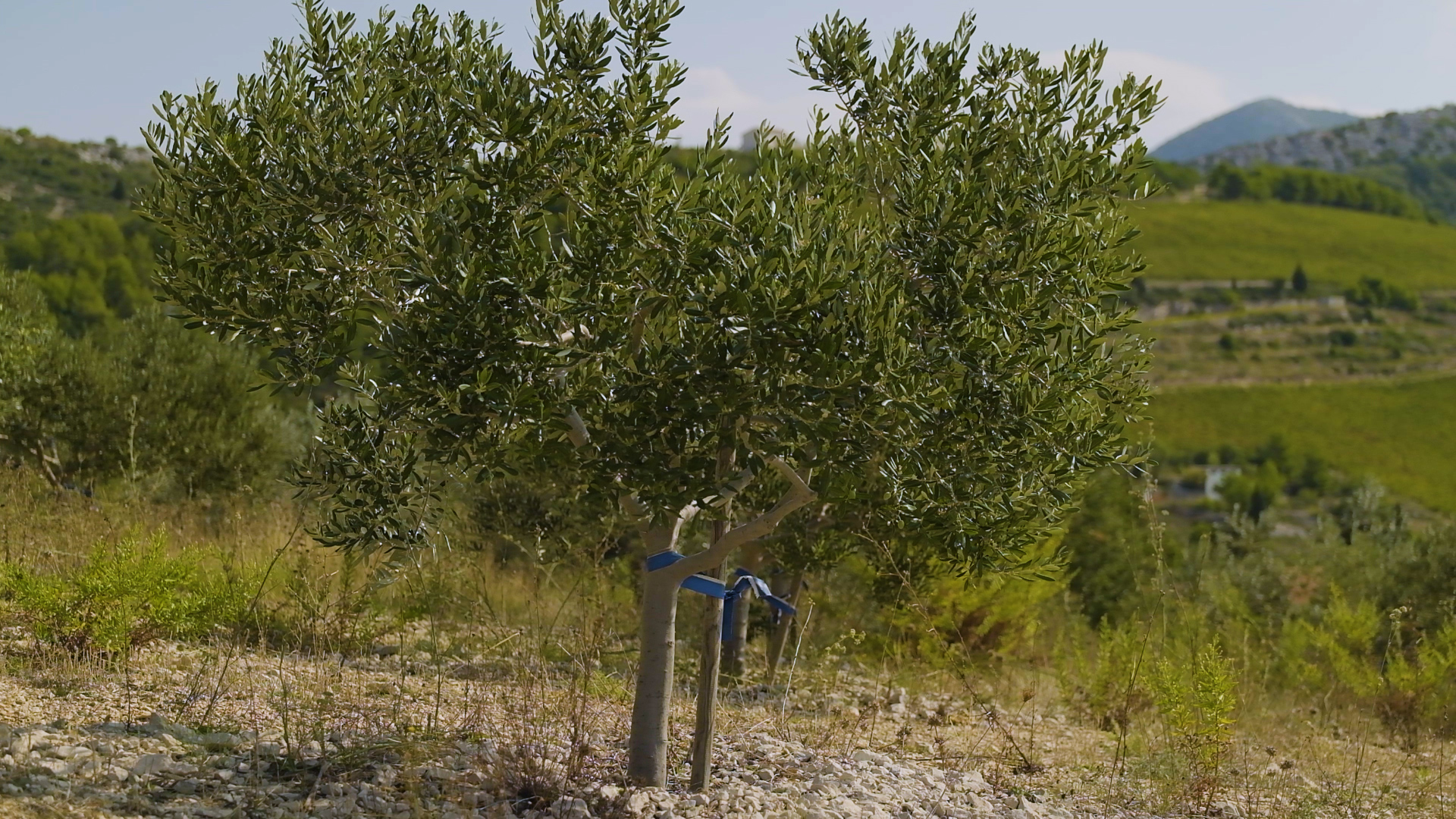 Smanjenje alternativne rodnosti maslina