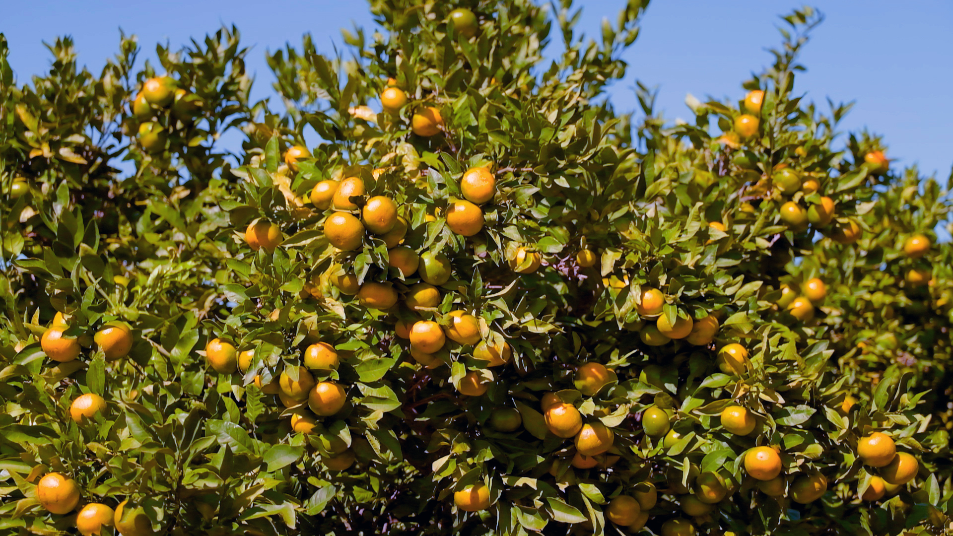 Povećavanje težine plodova agruma