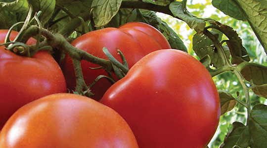 Kako utjecati na kvalitetu rajčice