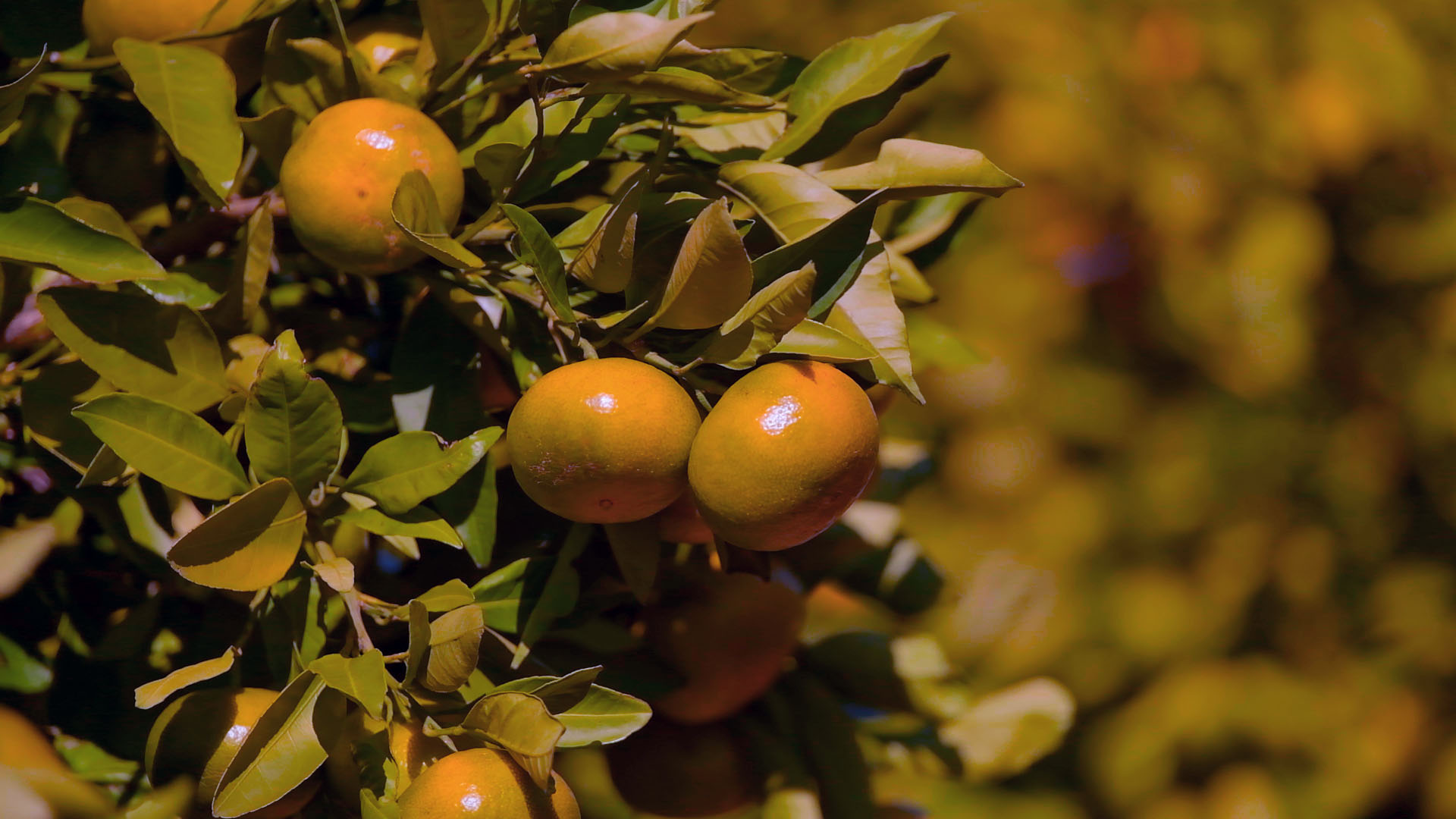 Povećavanje veličine plodova agruma