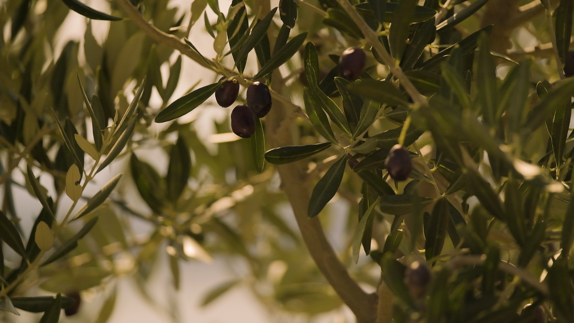 Povećavanje cvjetova i zametanja plodova maslina