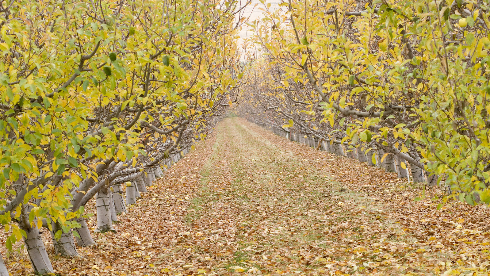 Programi prihrane jabuke hranjivima