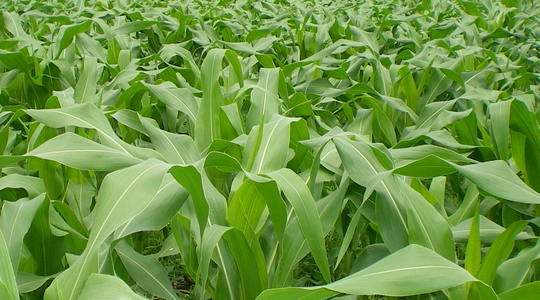 Kako povećati energetsku vrijednost silažnog kukuruza