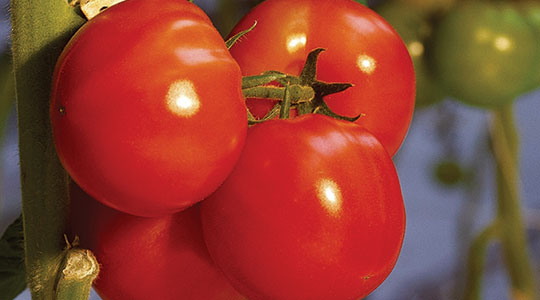 Kako utjecati na okus rajčice