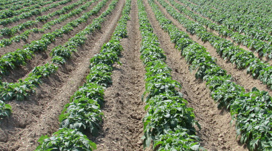 Prihrana krumpira - sažetak